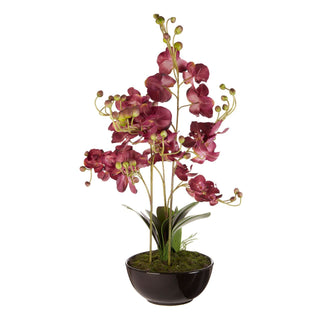 Damson Phalaenopsis Orchid