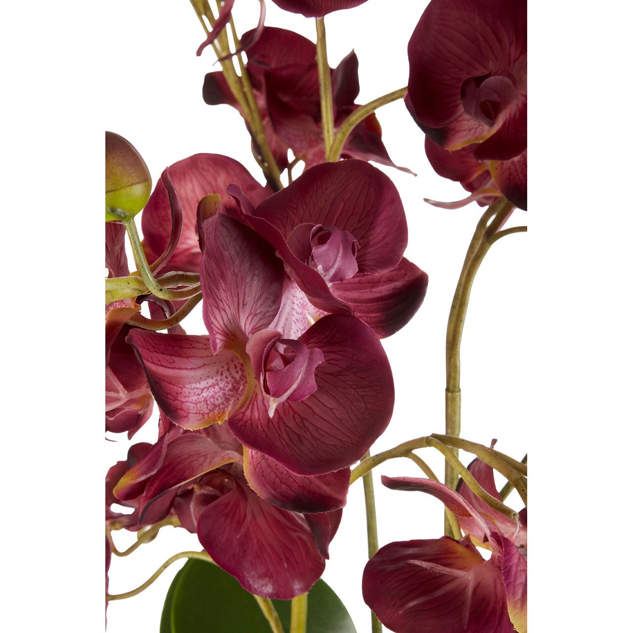 Damson Phalaenopsis Orchid